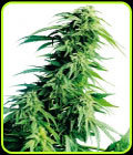 SALE - Hindu Kush - Sensi Seeds - Cannabis Seed Sale Items