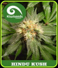 Hindu Kush - Kiwi Seeds