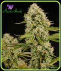 Hindu Kush - Anesia Seeds