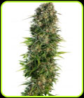 Hindu Kush Auto - Sensi Seeds