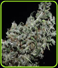 Hoa Bac Silver Flower - Reeferman Seeds