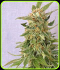 Ginger Punch - Kannabia Seeds