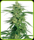 Holland's Hope - White Label Seeds