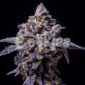 Hollywood - Cookies Seed Bank