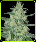 Holy Grail 69 - Samsara Seeds
