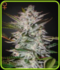 Holy Punch - Green House Seeds