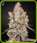 Holy Snow - Green House Seeds