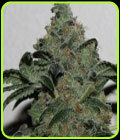 Holy Stic - Gage Green Group