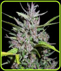 Honduras x Panama - Ace Seed bank