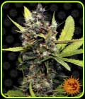 Honey B - Barneys Farm Seeds