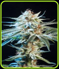Honey Banana - Elemental Seeds
