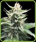 Honey Banana S1 - DNA Genetics Seeds