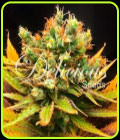 Honey Bells - Delicious Seeds