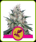 Honey Cream Fast V - Royal Queen Seeds