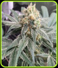 Honey Gas - Old School Genetics