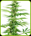 Honey Melon Haze - Sensi Research Seeds