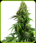 Honey Melon Kush Auto - Sensi Research Seeds