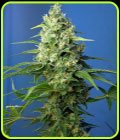 Honey Peach Auto CBD - Sweet Seeds
