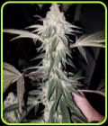 Honey Trees - Prolific Coast Seeds