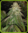 Hot Tropic - Oni Seed Co