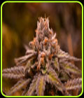 Hubba Bubba - Jinxproof Genetics
