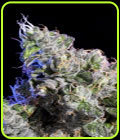 Huckleberry - Elemental Seeds