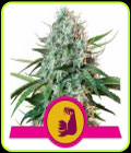 HulkBerry - Royal Queen Seeds