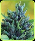 Humboldt Dream - Humboldt Seed Company