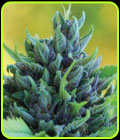 Humboldt Dream Autoflower - Humboldt Seed Company