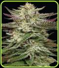 Humboldt Headband Auto