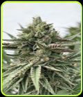 Humboldt Pound Cake - Humboldt Seed Company