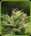 Humboldt Sour Diesel Autoflower