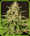 Hybrid X - Cream of the Crop