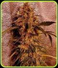 II Gucci - Holy Smoke Seeds