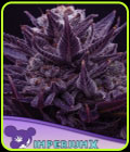 IMPERIUM X - Anesia Seeds