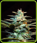 Ice Cool - Sweet Seeds
