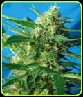 Ice Cool Auto - Sweet Seeds