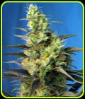 Ice Cool CBD - Sweet Seeds