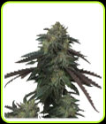 Ice Scream OG - Devil Harvest Original