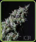 Icer - R-Kiem Seeds