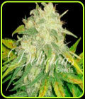Il Diavolo - Delicious Seeds