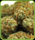 Indian Kush - VIP Seeds