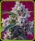 Indigo Berry Kush - Sweet Seeds