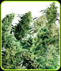 Indoor Mix - Sensi Seeds
