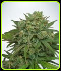 Instakush - Ministry of Cannabis