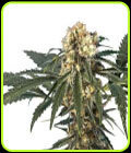 Iron Flow - Hero Seeds