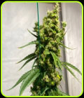 Isaac Haze - Original Dampkring Genetics