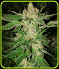 Island G - Oni Seed Co