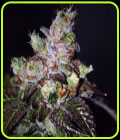 Island Punch - Cali Connection Seeds