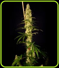 Island Sweet Barb - House of the Great Gardener
